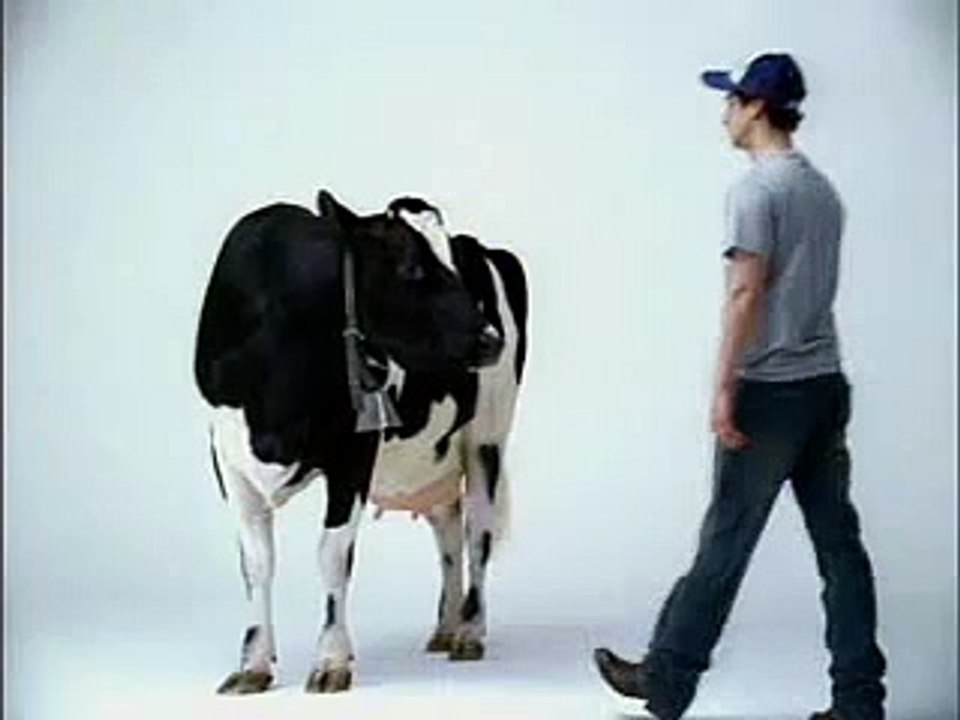 Cow Shakes