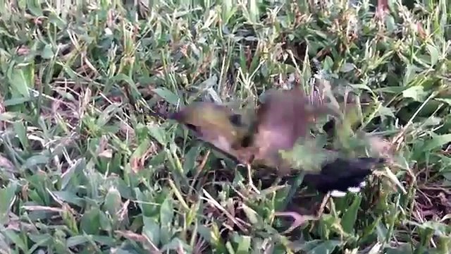 Voilà pourquoi vous ne devez jamais jeter votre chewing gum par terre