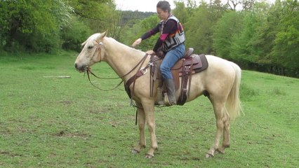 montoir et trot du quarter palomino