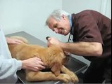 Local veterinarian discusses heartworms