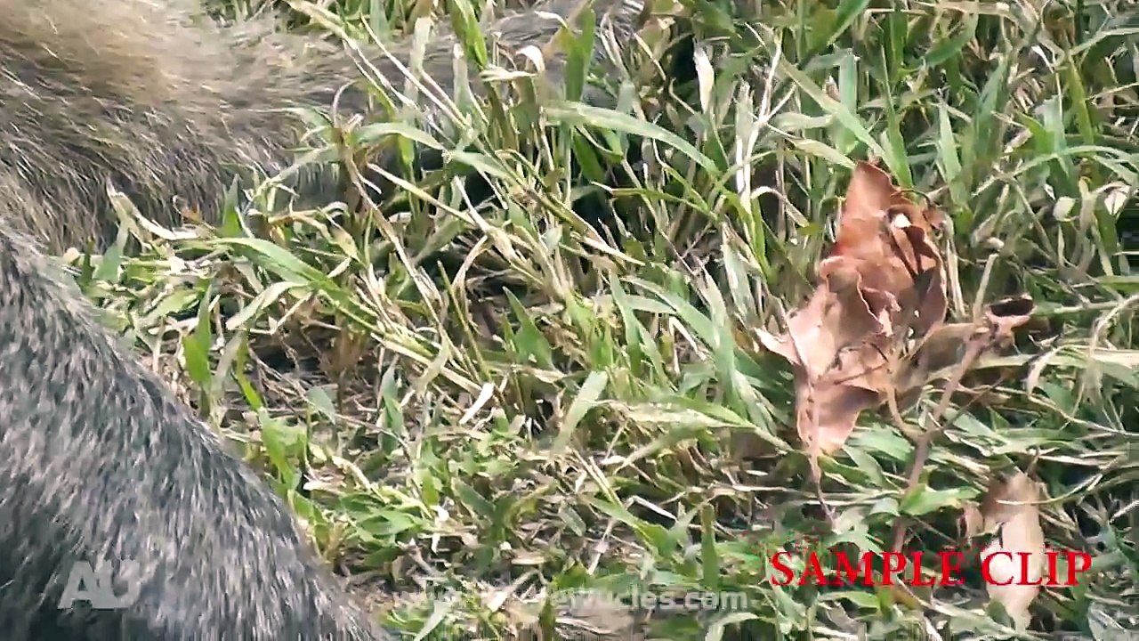 How to approach WILD BABOONS with Andrew Ucles