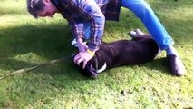 Addestratore di cani salva un cane con Respirazione Artificiale  [Miracoloso]