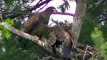 Bald Eagle Nesting & Young - American Bald Eagle