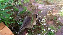 Raccoon Sounds Noises Baby Crying for Momma Victoria BC - Cute