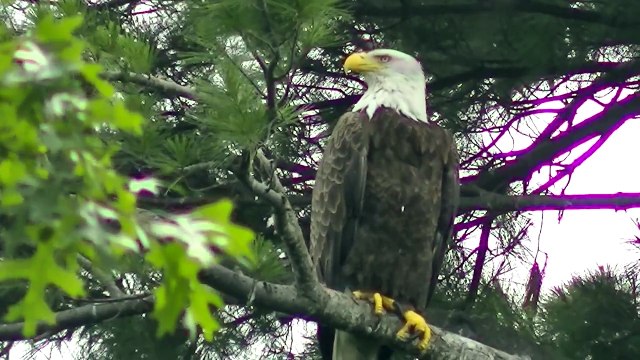 Bald Eagle Nesting & Young - American Bald Eagle