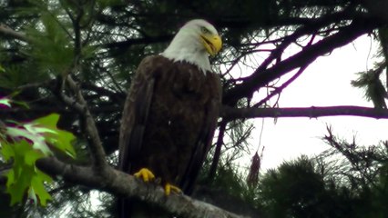 Bald Eagle Nesting & Young - American Bald Eagle