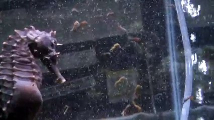Baby Seahorses Eating