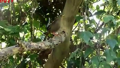Họa mi hót đấu ngoài tự nhiên, Chinese Hwamei bird