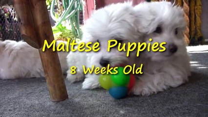 Maltese Puppies - 8 weeks old