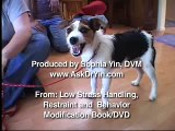 Jack Russell Terrier (JRT) Aggression When Blowing in Face | drsophiayin.com