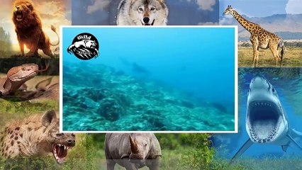 shark vs sea lion vs whale best compilation HD