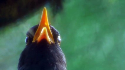 BLACKBIRD SONG