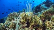 Towards more Marine Protected Areas in the Mediterranean