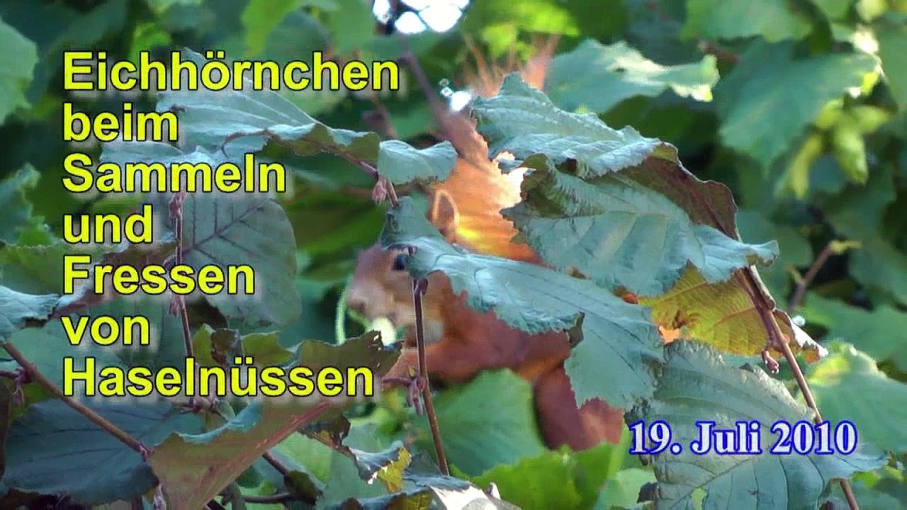 Eichhörnchen / red squirrel