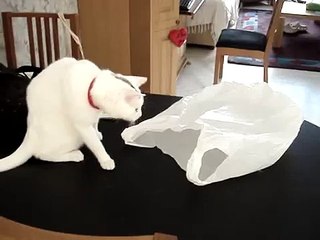 Why cats shouldn't be curious about plastic bags