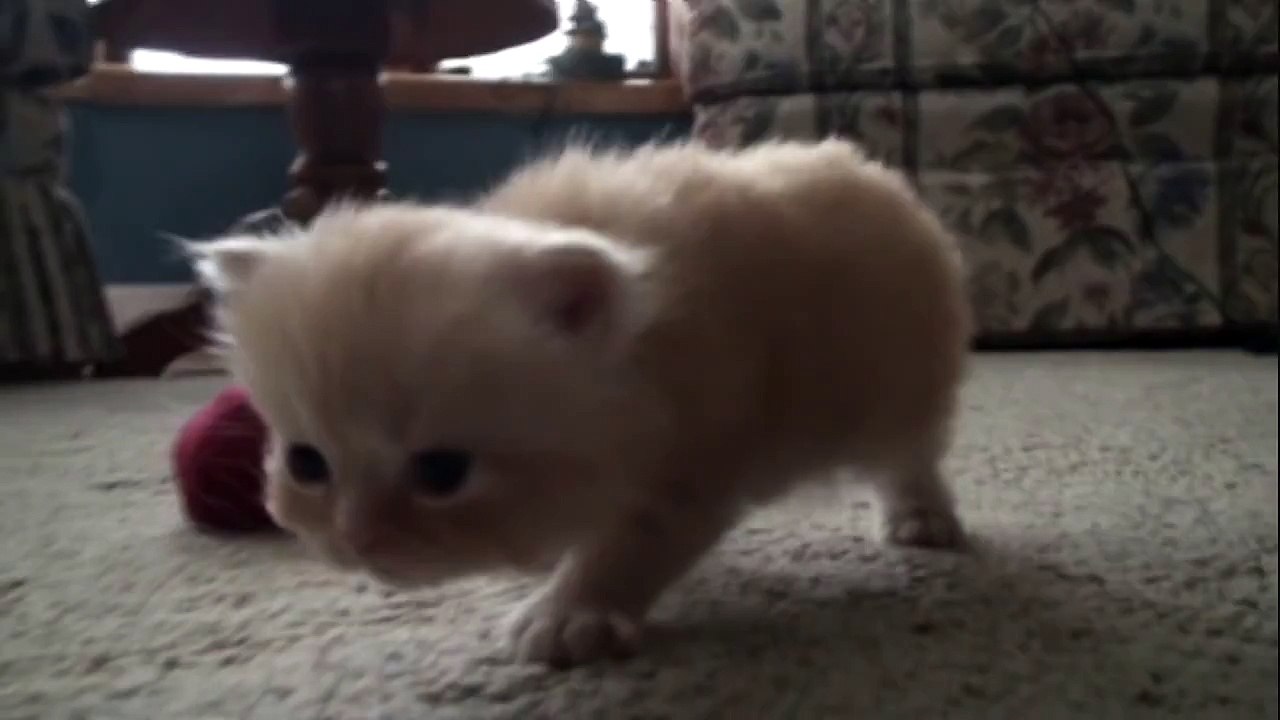 Kitten on the go