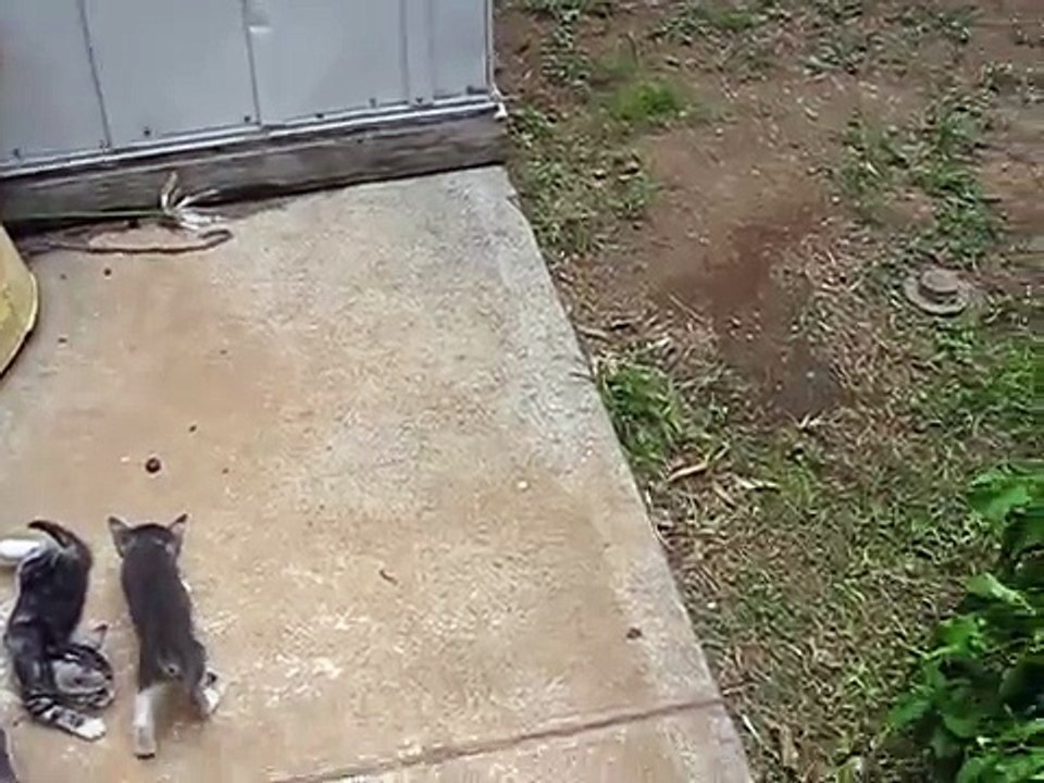 Stray Kittens