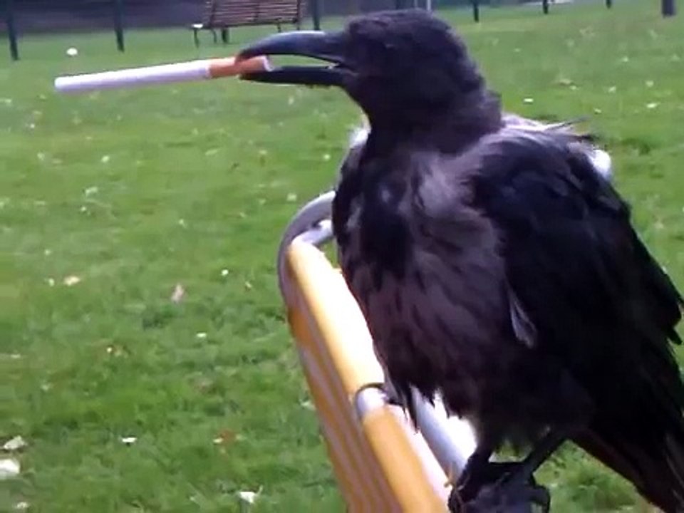 crow smoking