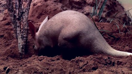 Aardvarks at the Bronx Zoo
