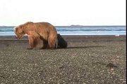 Mother Grizzly Charges- grizzly vs grizzly, alaska, cubs, katmai