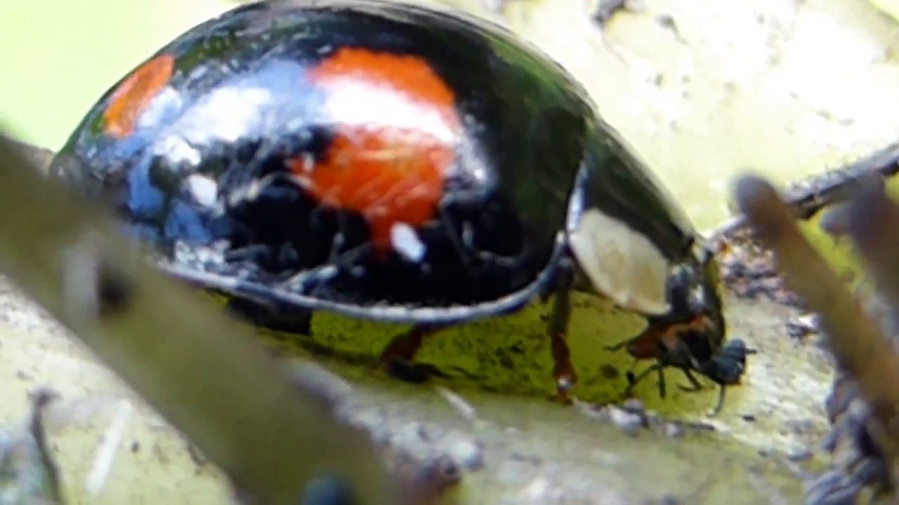 Harlequin ladybird -  Devouring aphids -  Maríuhæna - Asíubjalla - Blaðlýs - Skordýr