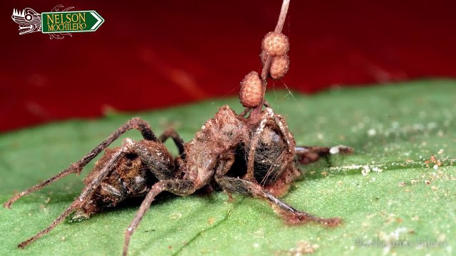 TOP 7 | LOS PEORES PARASITOS DEL MUNDO // 7 WORST AND MOST HORRIBLE PARASITES OF THE WORLD