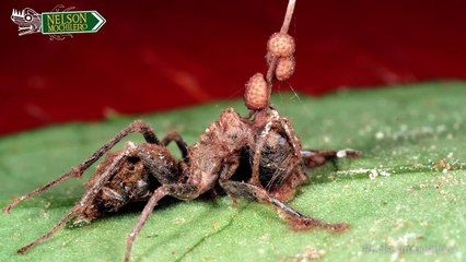 TOP 7 | LOS PEORES PARASITOS DEL MUNDO // 7 WORST AND MOST HORRIBLE PARASITES OF THE WORLD