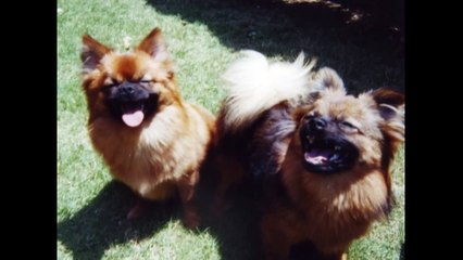 泣ける　いぬのえいが　感動物語　「最後だとわかっていたなら」