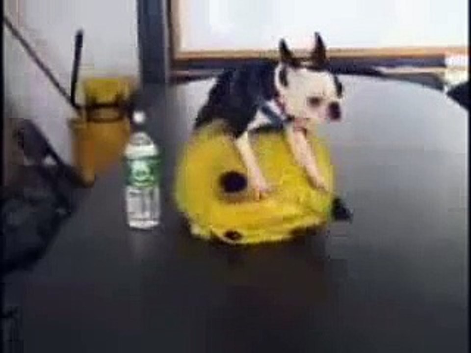 boston terrier fucks pikachu