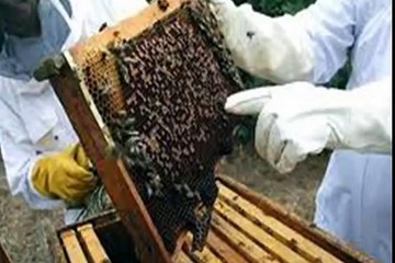 10 cosas que no sabías que pueden oler los perros