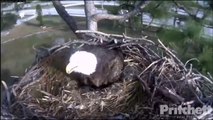 SW Florida Eagles  12-28-13  Ozzie Defends His Family - Intruder Approaches Nest