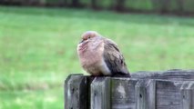Mourning Dove Coo