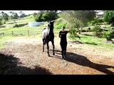 EXTREMELY COOL Dancing Horse 2 NO Halter