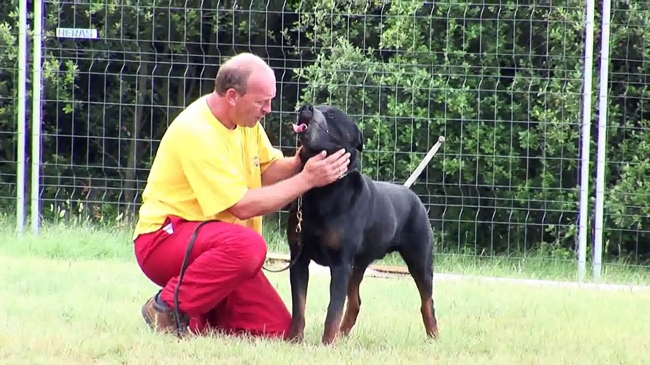 Chiens dangereux. Le chien devenu dangereux.Agressivité du chien