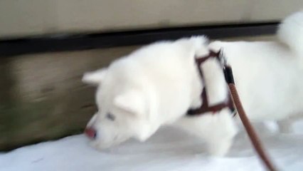秋田犬テレパシーで事前に危険を察知しました【akita inu】
