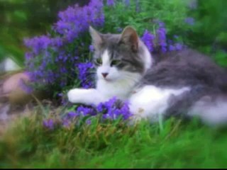 Smart Kitty : Rings Door Bell