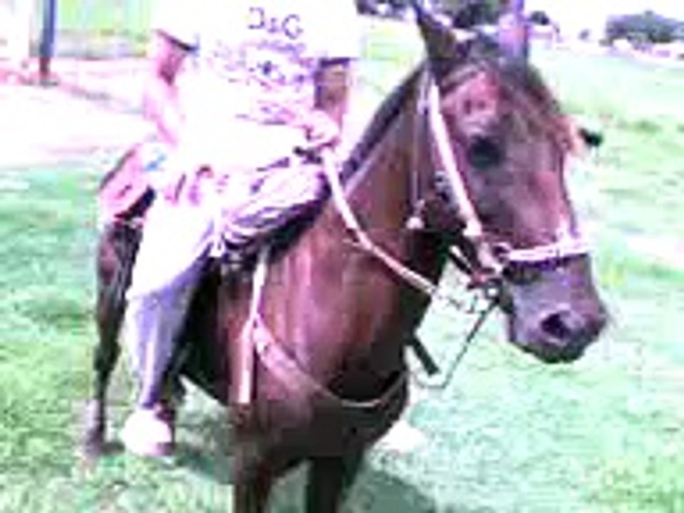 revisando toros de lidia