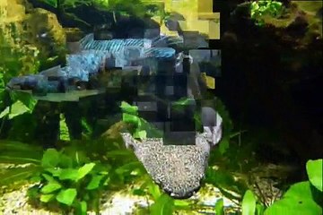 Kurztrip Aquarium Zoo Duisburg und Zierfische & Aquarium + Cichlidentage 2009