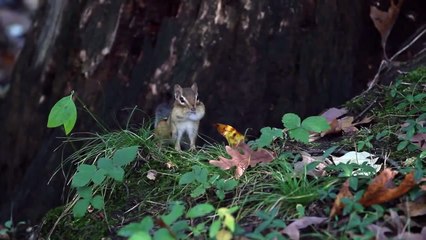 Beachfront B-roll: Chipmunk (Royalty Free Footage)