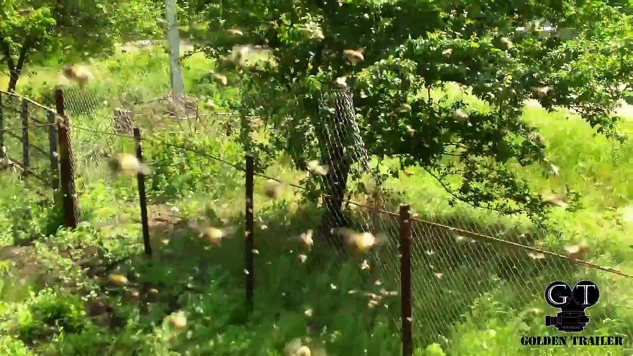 Бешеные пчёлы (пчёлы-убийцы)