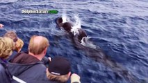 Rare pilot whales visit Dana Point; Whale Watchers Get Amazing Underwater Footage