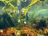 Algas marinas - Las verduras del mar