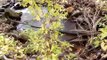 brook trout stream restoration 2 michael tarry 1 headwater tributary 2 the little juniata river