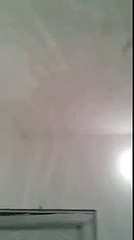 Бездомни кучета дойдоха на погребението на жена, която ги храни