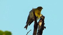 Ptice Hrvatske - Žutarica, mužjak (Serinus serinus) (Birds of Croatia - Serin, male) (1/1)