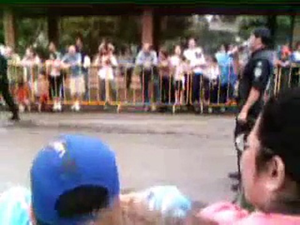 Cão Bonzinho / Good Dog