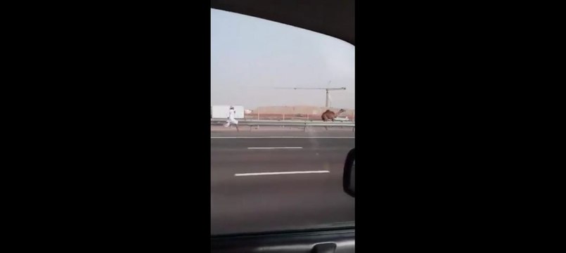 Il court après un dromadaire sur l'autoroute (Dubaï)
