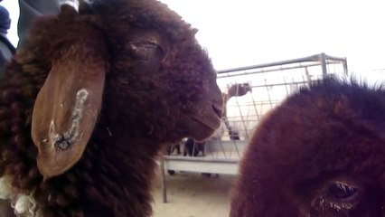 world's beautiful sheeps  غنم محمد الجريش