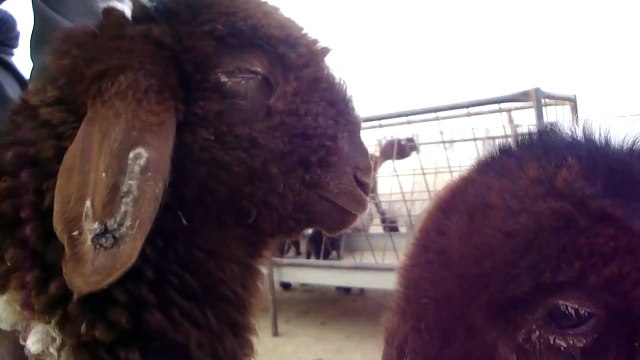 world's beautiful sheeps غنم محمد الجريش