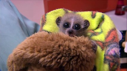 Baby Pygmy Loris at the San Diego Zoo